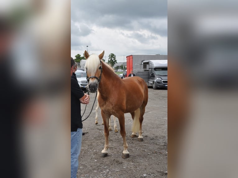Haflinger Merrie 11 Jaar 152 cm Vos in Rauenberg