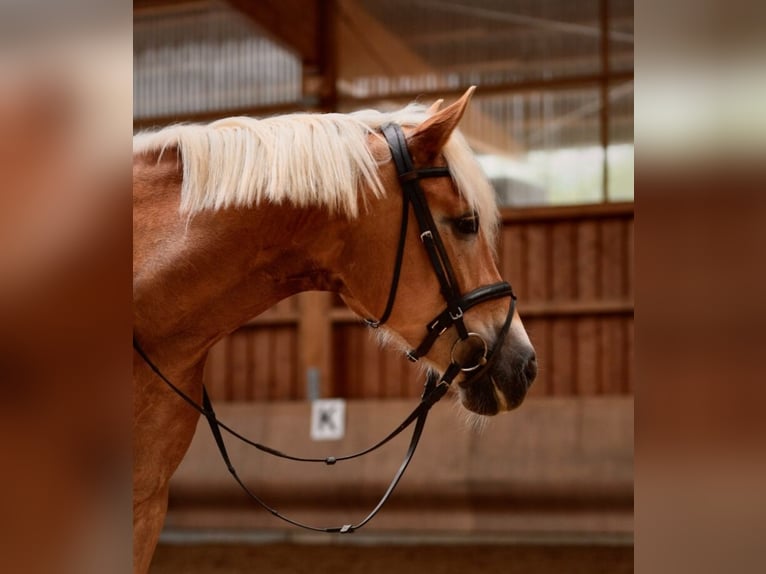 Haflinger Merrie 11 Jaar 153 cm Vos in Schwendi