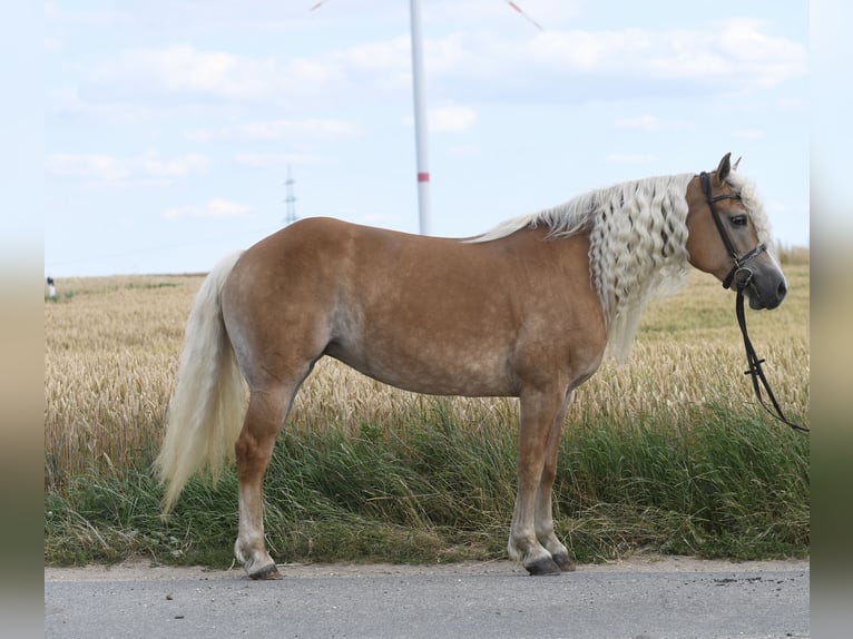 Haflinger Merrie 11 Jaar 155 cm Palomino in Geilenkirchen