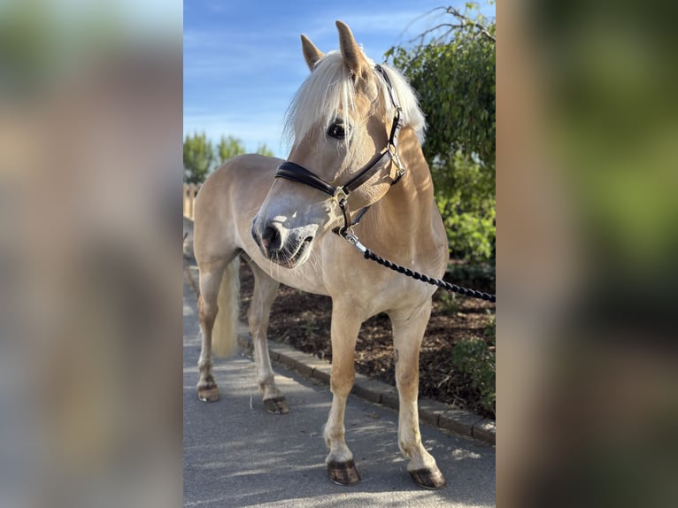 Haflinger Merrie 11 Jaar 155 cm Vos in Iggingen