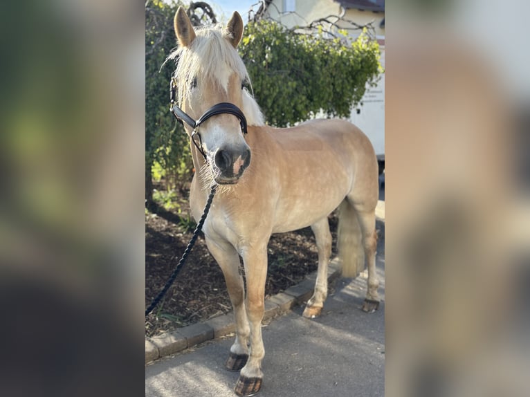 Haflinger Merrie 11 Jaar 155 cm Vos in Iggingen