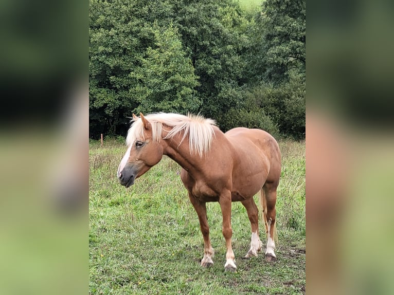 Haflinger Merrie 12 Jaar 138 cm Vos in Großalmerode