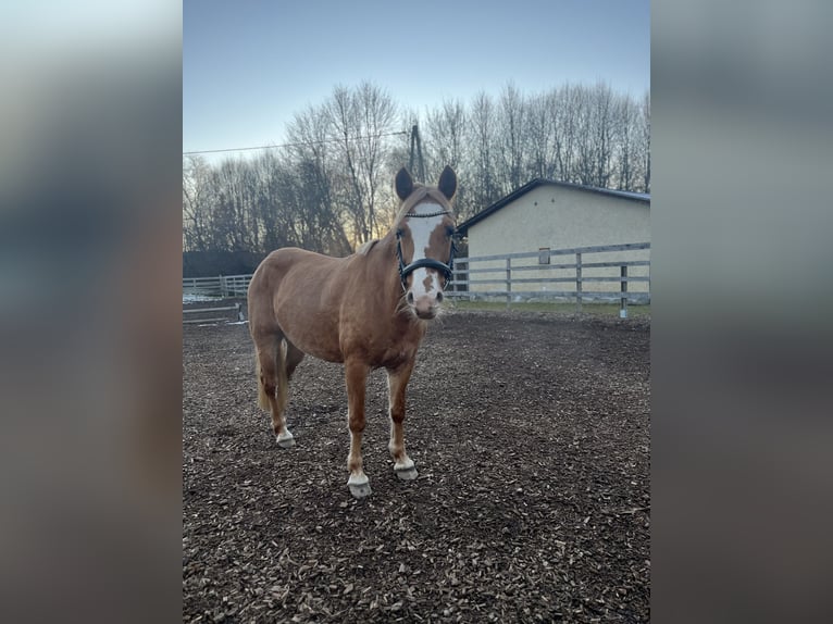 Haflinger Mix Merrie 12 Jaar 140 cm in Mölbling