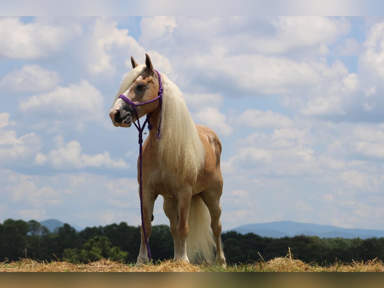 Haflinger Merrie 12 Jaar 140 cm in Cleveland, TN
