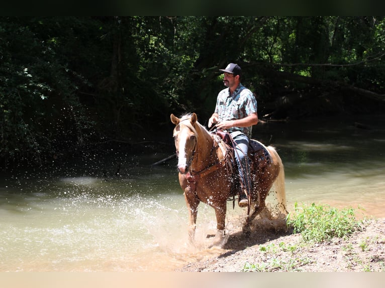 Haflinger Merrie 12 Jaar 140 cm in Cleveland, TN