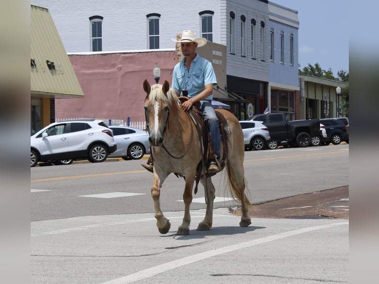 Haflinger Merrie 12 Jaar 142 cm Palomino in Huntsville