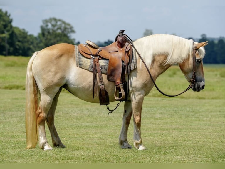 Haflinger Merrie 12 Jaar 142 cm Palomino in Huntsville