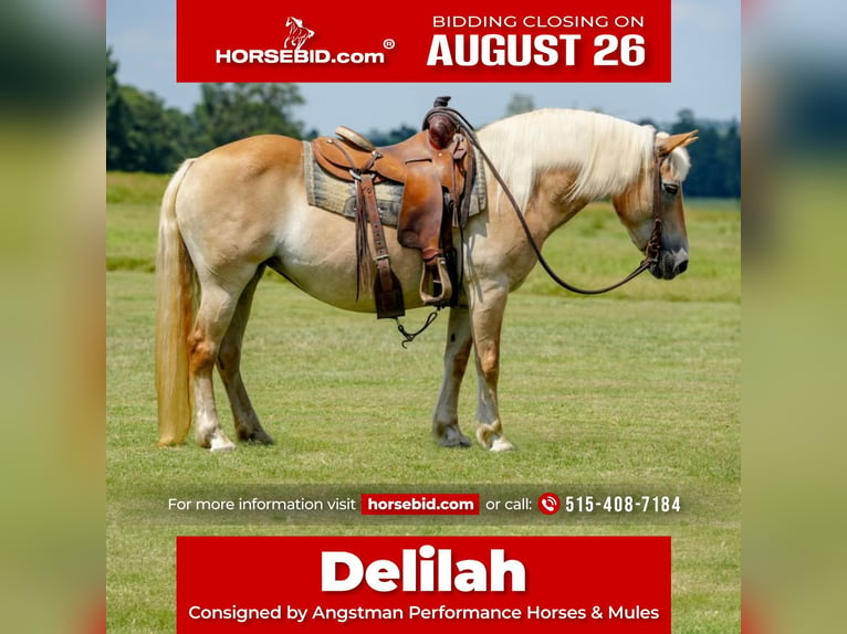 Haflinger Merrie 12 Jaar 142 cm Palomino in Huntsville