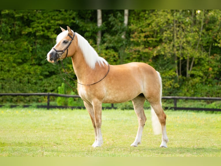Haflinger Merrie 12 Jaar 147 cm Palomino in Harkema
