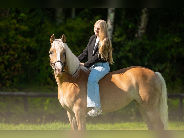 Haflinger Merrie 12 Jaar 147 cm Palomino in Harkema