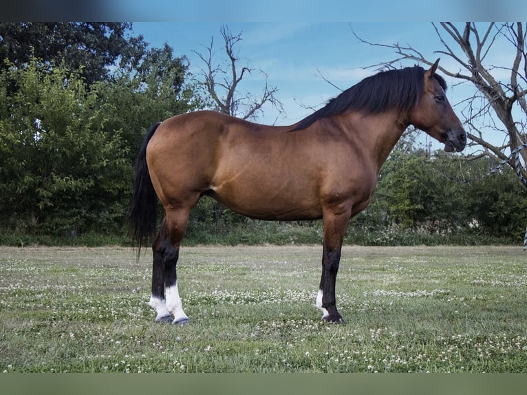 Haflinger Merrie 12 Jaar 147 cm Roodbruin in Battle Creek