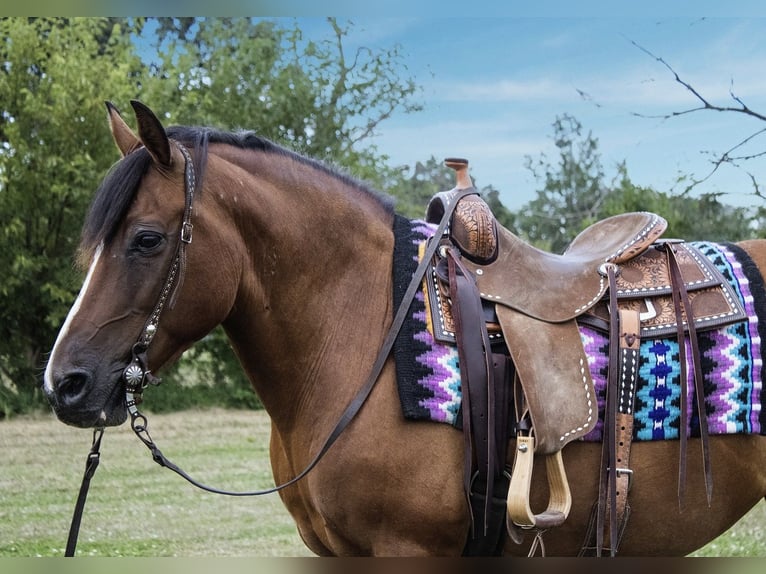 Haflinger Merrie 12 Jaar 147 cm Roodbruin in Battle Creek