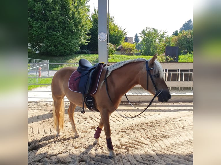 Haflinger Merrie 12 Jaar 148 cm Vos in Tübach