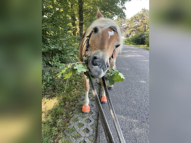 Haflinger Merrie 12 Jaar 150 cm in Bottrop