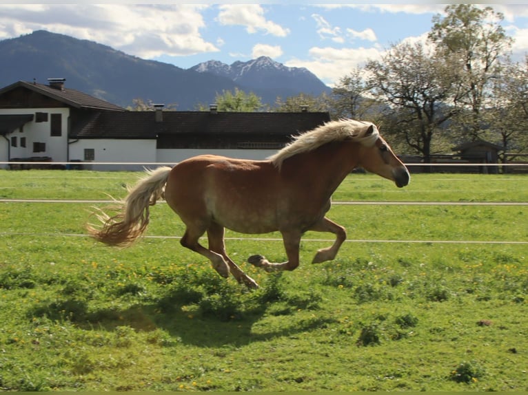 Haflinger Merrie 12 Jaar 150 cm Vos in Kirchbichl