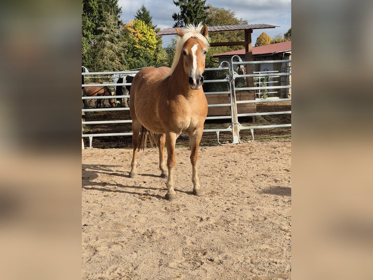 Haflinger Merrie 12 Jaar 150 cm Vos in Ha&#xDF;furt