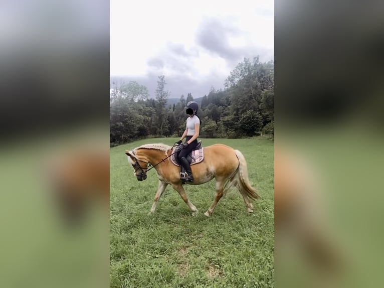 Haflinger Merrie 12 Jaar 150 cm Vos in Murau