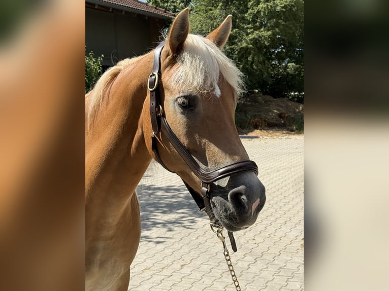 Haflinger Merrie 12 Jaar 150 cm Vos in Mainbernheim