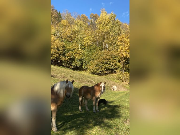 Haflinger Merrie 12 Jaar 150 cm Vos in Murau