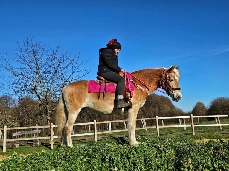Haflinger Merrie 12 Jaar 150 cm Vos in Linkenbach