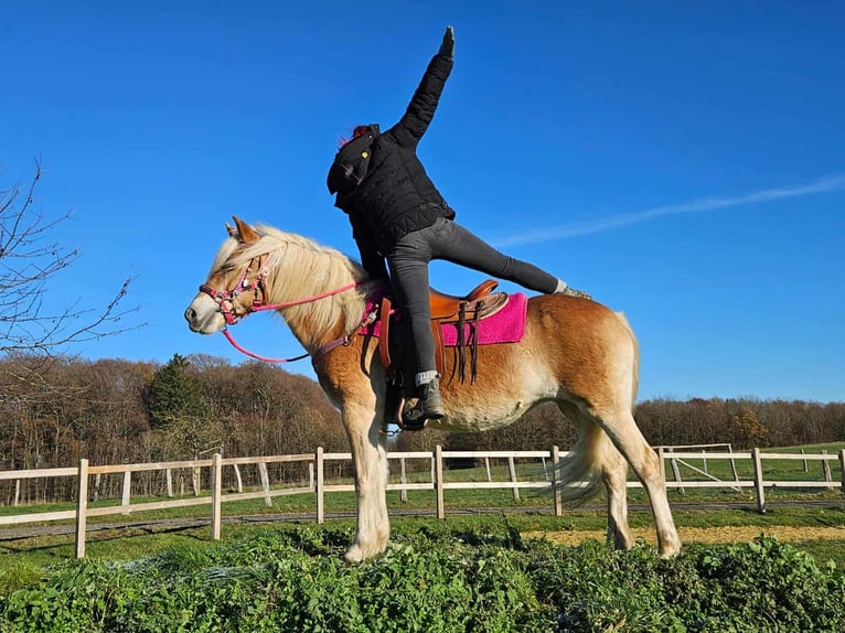 Haflinger Merrie 12 Jaar 150 cm Vos in Linkenbach