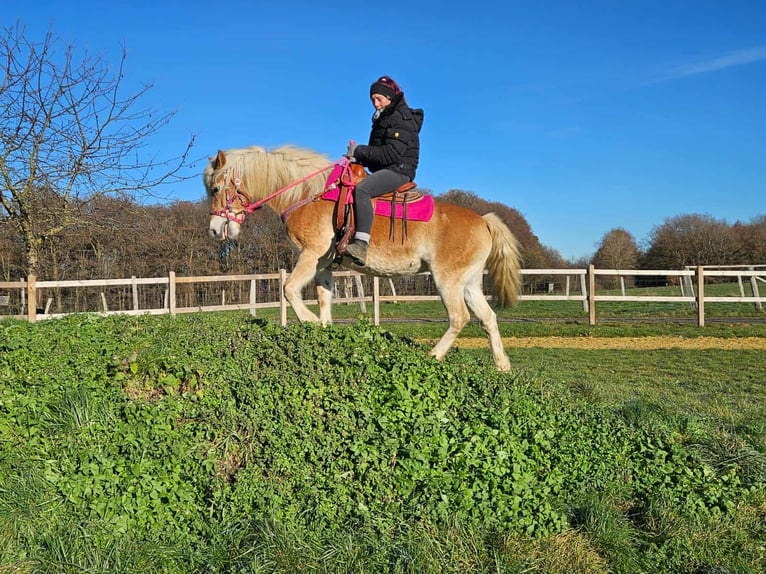 Haflinger Merrie 12 Jaar 150 cm Vos in Linkenbach
