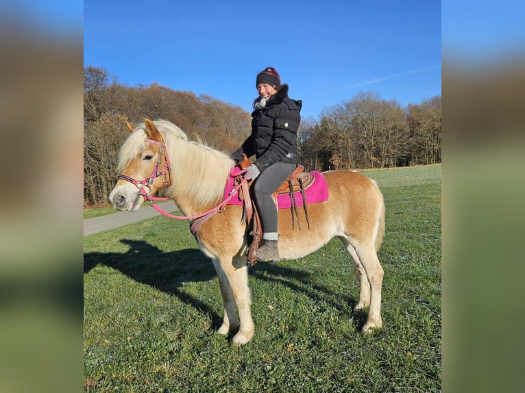 Haflinger Merrie 12 Jaar 150 cm Vos in Linkenbach