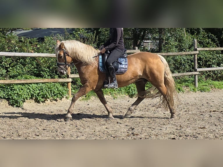 Haflinger Merrie 12 Jaar 150 cm Vos in Wachtendonk