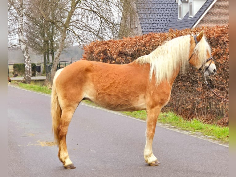 Haflinger Merrie 12 Jaar 153 cm  in Someren