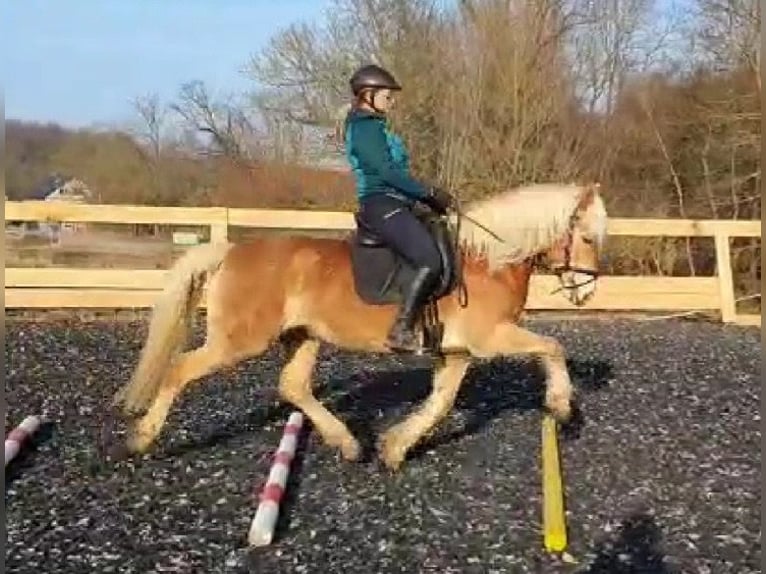 Haflinger Merrie 12 Jaar 153 cm Vos in Bösleben