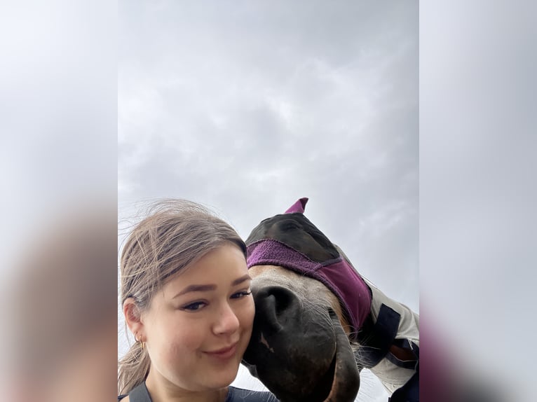 Haflinger Merrie 12 Jaar 155 cm Vos in Eschweiler