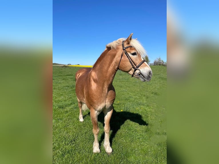 Haflinger Merrie 12 Jaar 155 cm Vos in Nettersheim