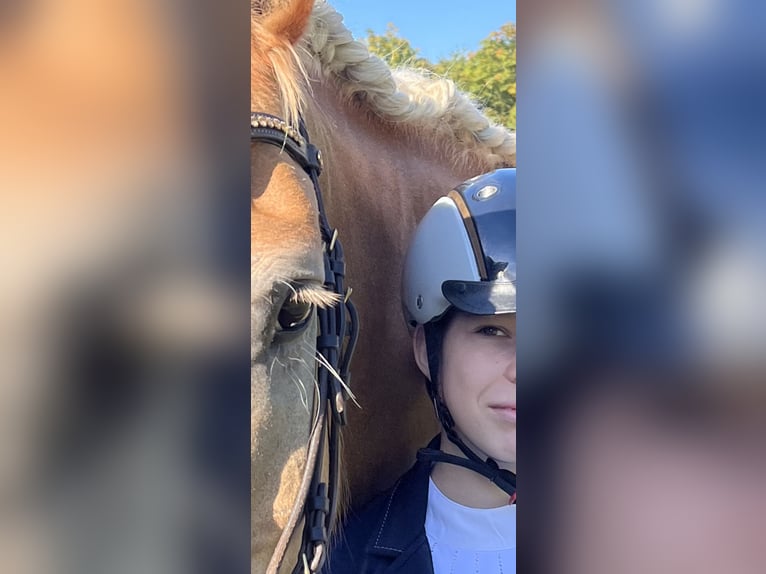 Haflinger Merrie 12 Jaar 160 cm Buckskin in Bad Segeberg