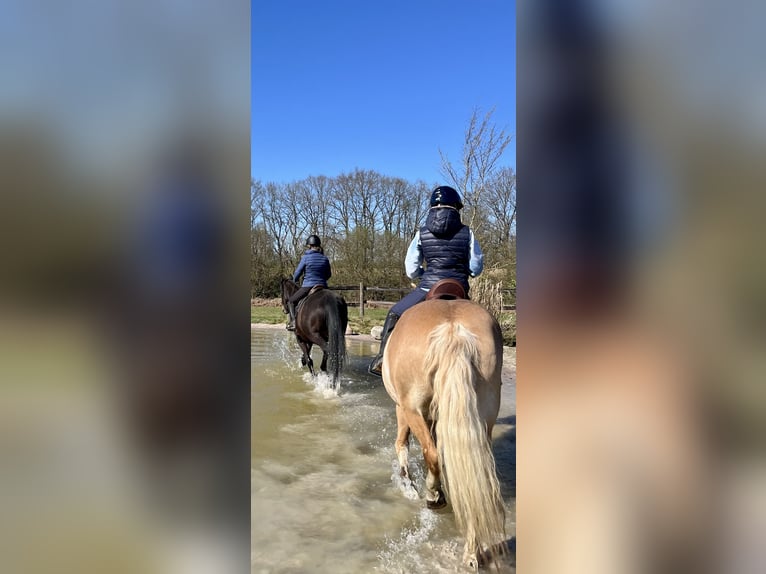 Haflinger Merrie 12 Jaar 160 cm Buckskin in Bad Segeberg