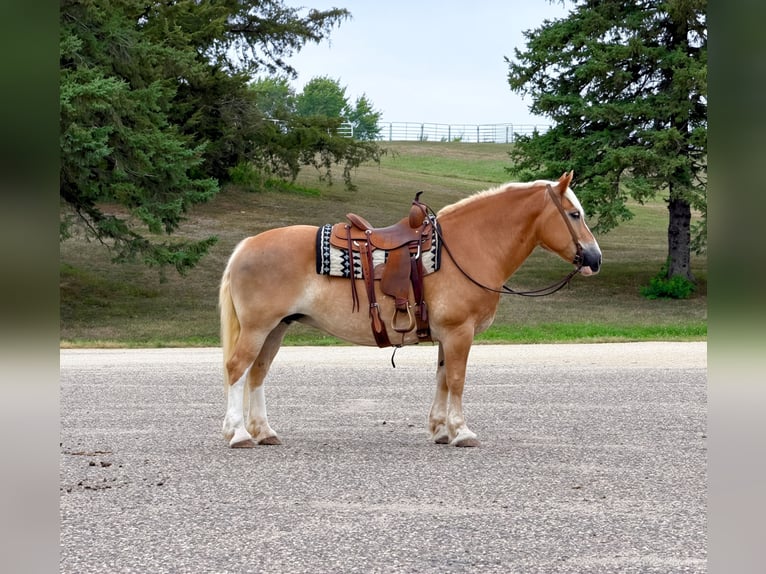 Haflinger Merrie 12 Jaar Donkere-vos in Cannon Falls