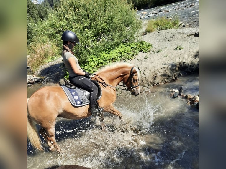 Haflinger Merrie 12 Jaar  in Döllach