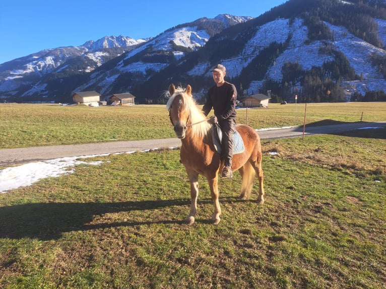 Haflinger Merrie 12 Jaar in Obertilliach