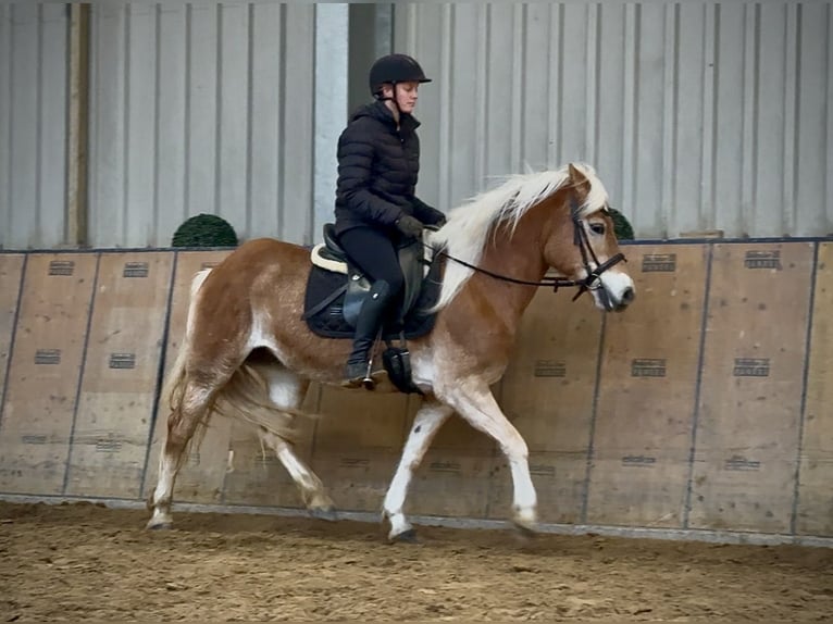Haflinger Merrie 13 Jaar 145 cm Vos in Neustadt (Wied)