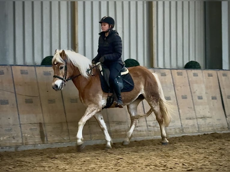 Haflinger Merrie 13 Jaar 145 cm Vos in Neustadt (Wied)