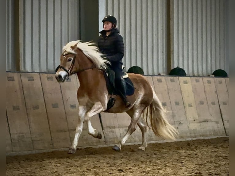 Haflinger Merrie 13 Jaar 145 cm Vos in Neustadt (Wied)