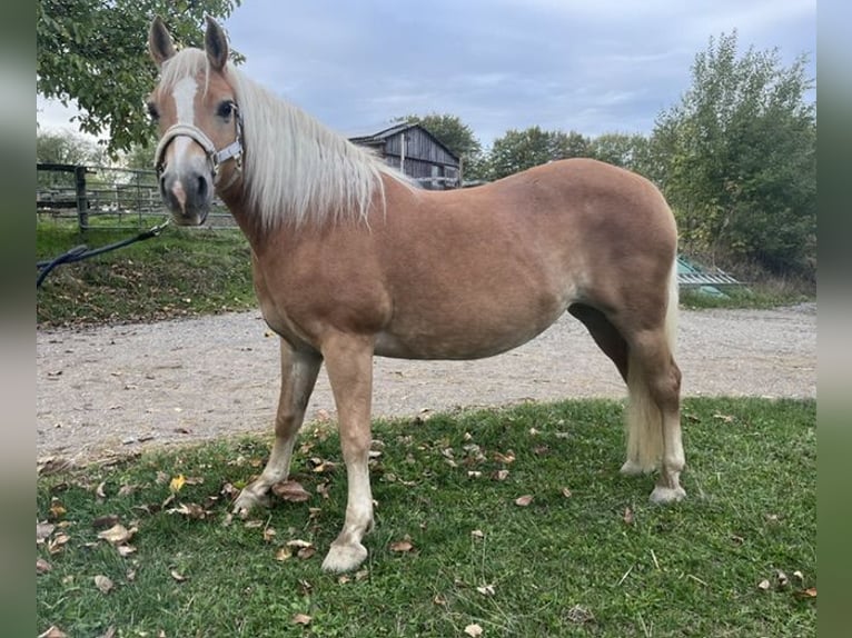 Haflinger Merrie 13 Jaar 146 cm  in Welzheim