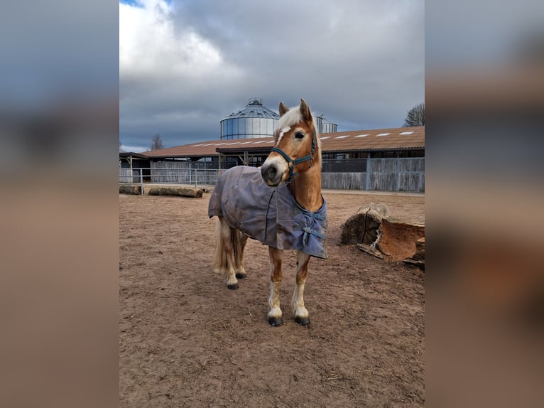 Haflinger Merrie 13 Jaar 148 cm  in Einbeck/Hoppensen