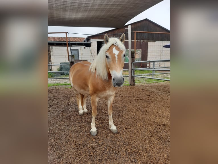 Haflinger Merrie 13 Jaar 148 cm  in Einbeck/Hoppensen