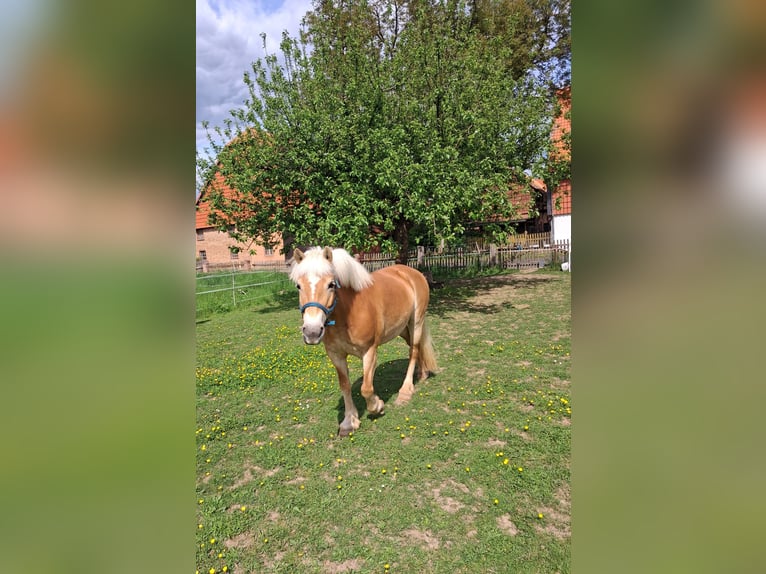 Haflinger Merrie 13 Jaar 148 cm  in Einbeck/Hoppensen