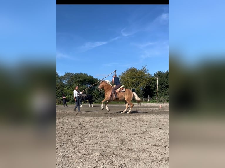 Haflinger Merrie 13 Jaar 149 cm Palomino in Dannau