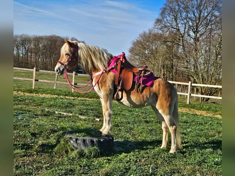 Haflinger Merrie 13 Jaar 150 cm Vos in Linkenbach
