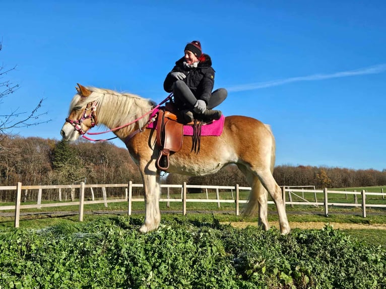Haflinger Merrie 13 Jaar 150 cm Vos in Linkenbach