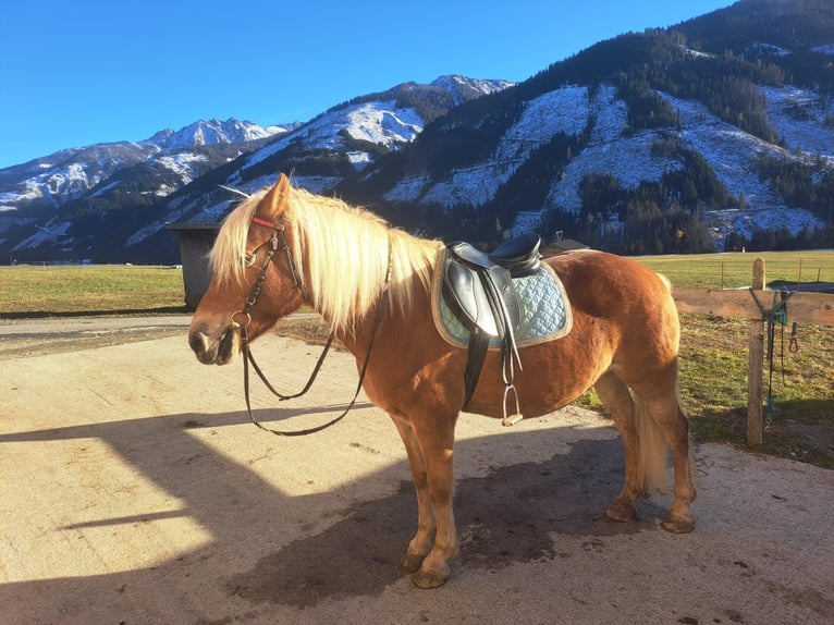 Haflinger Merrie 13 Jaar in Obertilliach