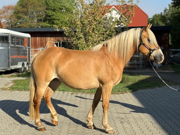 Haflinger Merrie 13 Jaar Vos in Mainbernheim