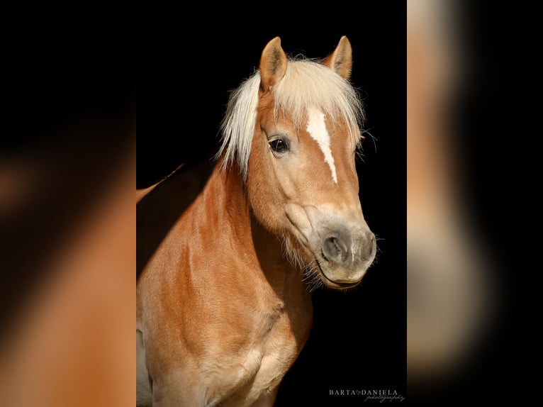 Haflinger Merrie 14 Jaar 138 cm Roodvos in Mannersdorf am Leithagebirge